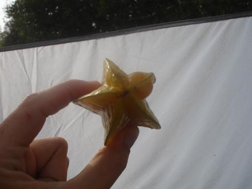 starfruit